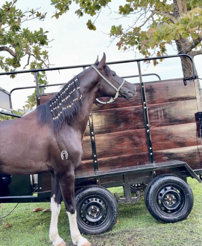 S10 LTZ + KIT VAQUEIRO GARANHÃO E TREILER